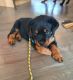 Rottweiler Puppies for sale in Long Grove, IL, USA. price: NA