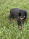 Rottweiler Puppies for sale in Flint, MI, USA. price: NA
