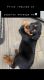 Rottweiler Puppies for sale in Eyota, MN 55934, USA. price: NA