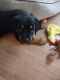 Rottweiler Puppies for sale in Bay City, MI, USA. price: NA
