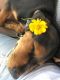 Rottweiler Puppies for sale in Saket, New Delhi, Delhi 110017, India. price: 8000 INR