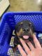Rottweiler Puppies for sale in Covina, CA 91722, USA. price: $1,500