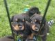 Rottweiler Puppies for sale in Fort Lupton, CO 80621, USA. price: $250