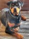 Rottweiler Puppies for sale in Monterey, TN 38574, USA. price: NA