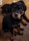 Rottweiler Puppies for sale in Bethany, OK, USA. price: $250