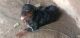 Rottweiler Puppies for sale in Nakur, Uttar Pradesh 247342, India. price: 20000 INR