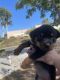 Rottweiler Puppies for sale in San Diego, CA, USA. price: $400