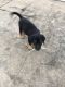 Rottweiler Puppies for sale in Indore, Madhya Pradesh, India. price: 20000 INR
