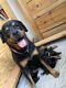 Rottweiler Puppies for sale in Edgewood, NM 87015, USA. price: $750