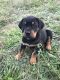 Rottweiler Puppies for sale in Grant, MI 49327, USA. price: NA