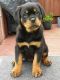 Rottweiler Puppies for sale in Dhanbad, Jharkhand, India. price: 13000 INR