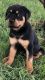 Rottweiler Puppies for sale in Spring Hill, FL, USA. price: $1,500