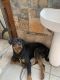 Rottweiler Puppies for sale in Sahibzada Ajit Singh Nagar, Punjab, India. price: 10000 INR