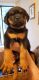 Rottweiler Puppies for sale in Catonsville, MD 21228, USA. price: $1,500