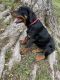 Rottweiler Puppies for sale in Columbia, TN 38401, USA. price: NA