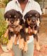Rottweiler Puppies for sale in Chennai, Tamil Nadu, India. price: 13500 INR
