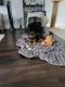 Rottweiler Puppies for sale in Crown Point, IN 46307, USA. price: $600