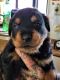 Rottweiler Puppies for sale in Stanley, VA 22851, USA. price: $1,400