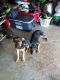 Rottweiler Puppies for sale in Braselton, GA, USA. price: NA