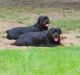 Rottweiler Puppies for sale in Muskegon, MI, USA. price: NA