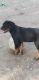 Rottweiler Puppies for sale in Pune, Maharashtra, India. price: 15000 INR