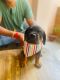 Rottweiler Puppies for sale in Delhi, India. price: 12000 INR
