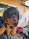 Rottweiler Puppies for sale in Apple Valley, CA 92307, USA. price: $700