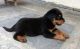Rottweiler Puppies for sale in Prayagraj, Uttar Pradesh, India. price: 8000 INR