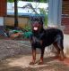 Rottweiler Puppies for sale in Ranchi, Jharkhand, India. price: 19000 INR