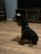 Rottweiler Puppies for sale in Columbus, GA, USA. price: NA