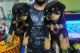 Rottweiler Puppies for sale in Bengaluru, Karnataka, India. price: 15000 INR