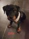 Rottweiler Puppies for sale in Birdsboro, PA 19508, USA. price: $550