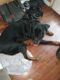 Rottweiler Puppies for sale in Mt Pleasant, MI 48858, USA. price: NA