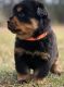 Rottweiler Puppies for sale in Bhurkunda, Jharkhand, India. price: 19999 INR