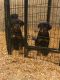 Rottweiler Puppies for sale in 1306 S 5th Ave, Maywood, IL 60153, USA. price: $1,500