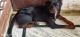 Rottweiler Puppies for sale in Agra, Uttar Pradesh, India. price: 28000 INR