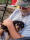 Rottweiler Puppies for sale in Stover, MO 65078, USA. price: $550