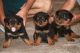 Rottweiler Puppies for sale in Dehradun, Uttarakhand, India. price: 14000 INR