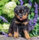 Rottweiler Puppies for sale in Fremont, CA, USA. price: $650
