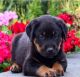 Rottweiler Puppies for sale in Fremont, CA, USA. price: $650