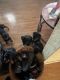 Rottweiler Puppies for sale in Sacramento, CA, USA. price: $950