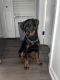 Rottweiler Puppies for sale in Columbus, OH, USA. price: $1,000
