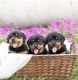 Rottweiler Puppies for sale in CA-1, Long Beach, CA, USA. price: NA