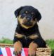 Rottweiler Puppies for sale in San Diego, CA, USA. price: $650