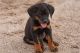 Rottweiler Puppies for sale in San Diego, CA, USA. price: $650