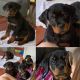 Rottweiler Puppies for sale in Johnson City, TN, USA. price: NA