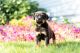 Rottweiler Puppies for sale in California City, CA, USA. price: NA