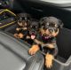 Rottweiler Puppies for sale in California City, CA, USA. price: $650