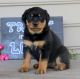 Rottweiler Puppies for sale in Portland, OR, USA. price: NA
