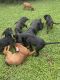 Rottweiler Puppies for sale in Atlanta, GA 30331, USA. price: $100